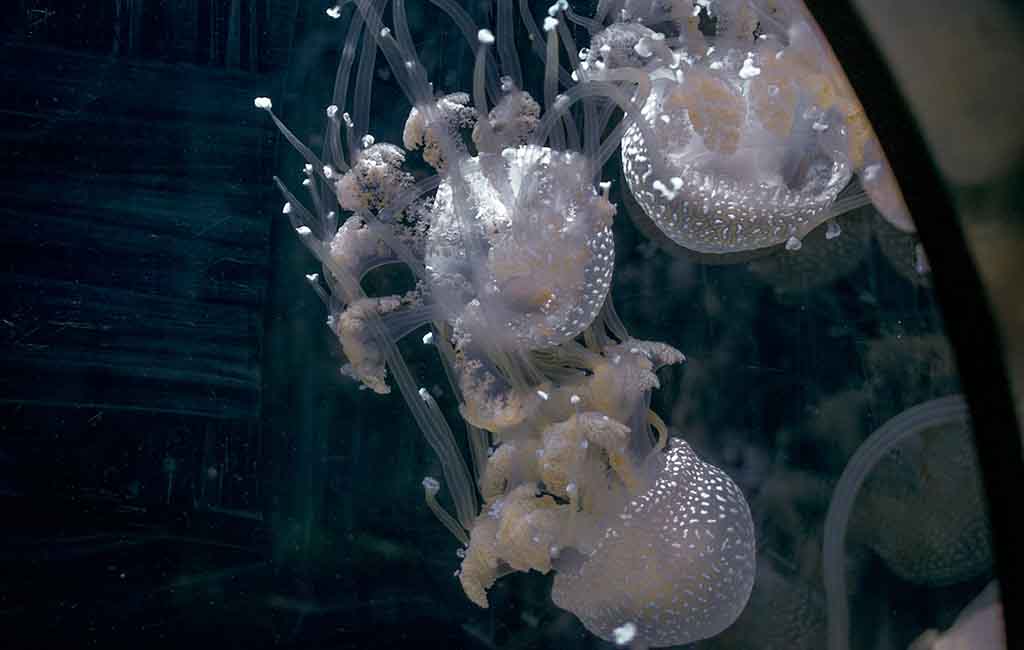 Extend the Acrylic Tanks' Lifespan