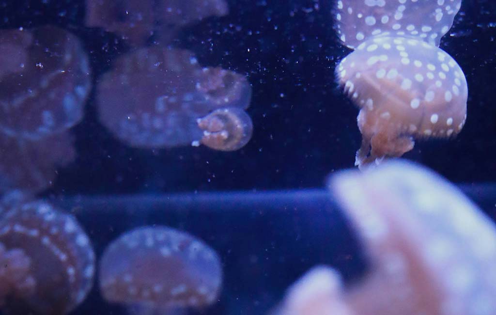 how to keep acrylic fish tank like new