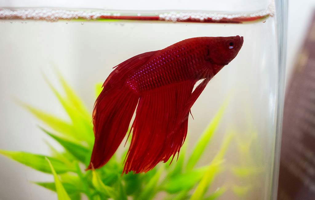 keep acrylic fish tank new