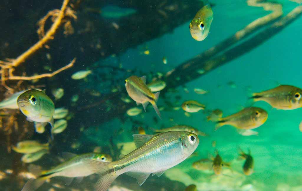 freshwater fish tank balance