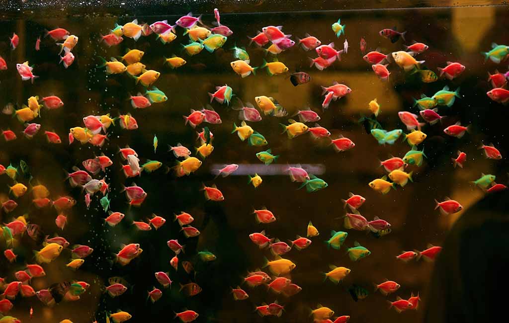 Balanced Fish Tank Slow Algae Growth