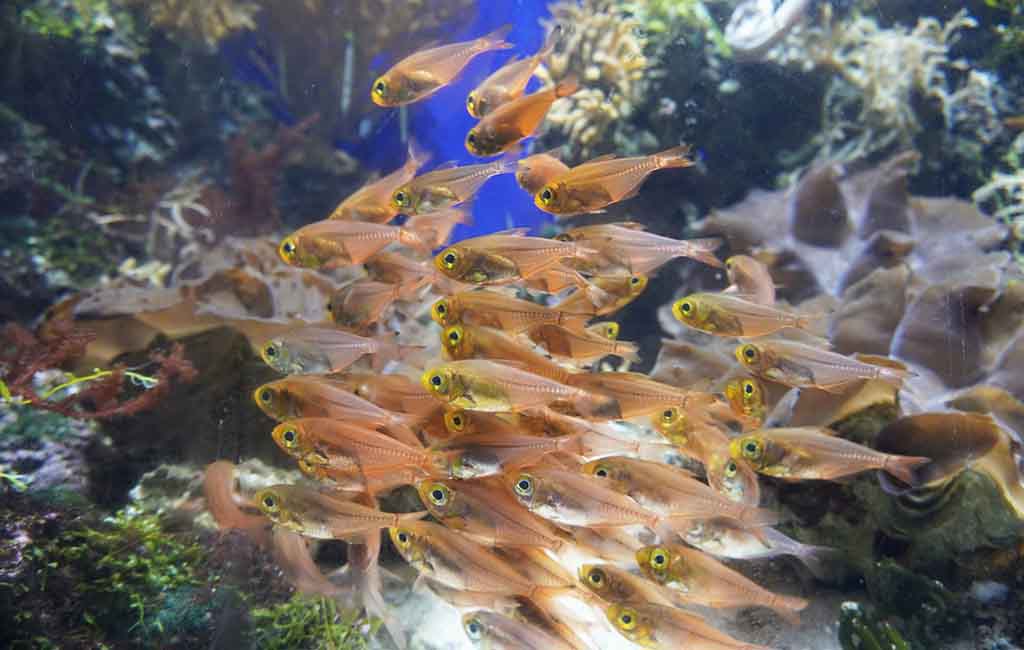 marine fish tank balance