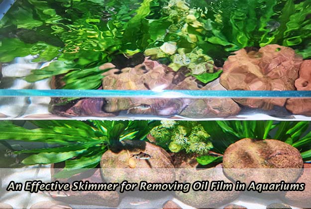 An Effective Skimmer for Removing Oil Film in Aquariums