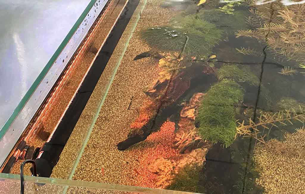 fish tank oil film skimmer