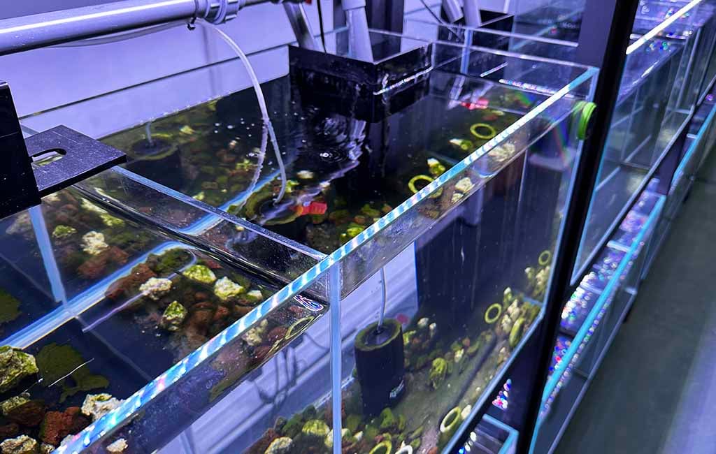 Remove an Oily Surface in a Fish Tank