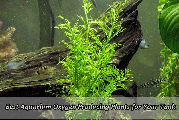 Best Aquarium Oxygen-Producing Plants for Your Tank