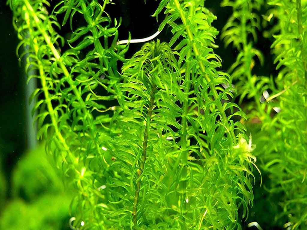 best oxygen producers plant