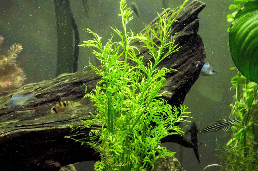 Aquarium Plants Produce Oxygen