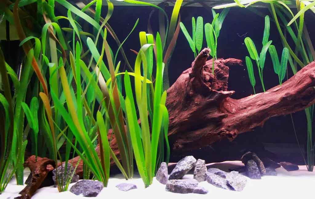 best aquarium plants for oxygen