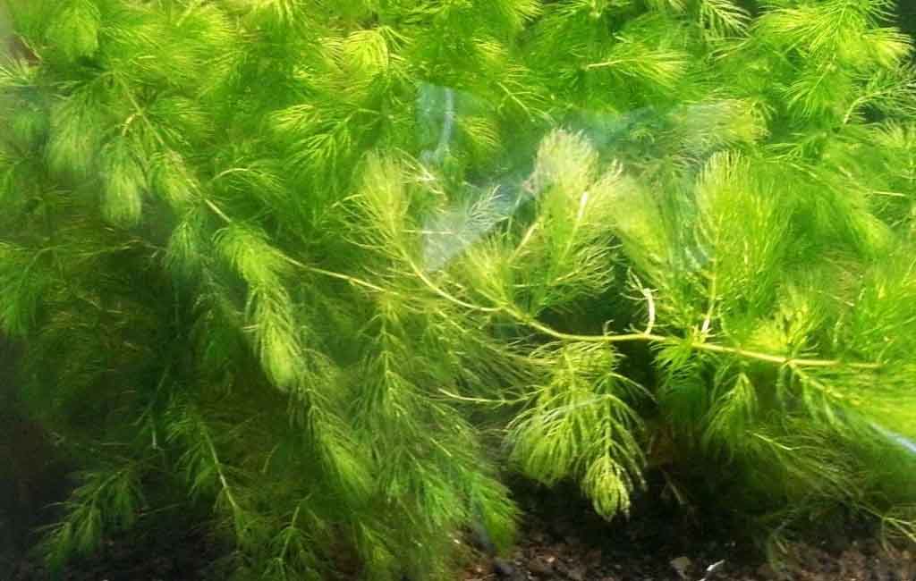 aquarium best oxygen plant
