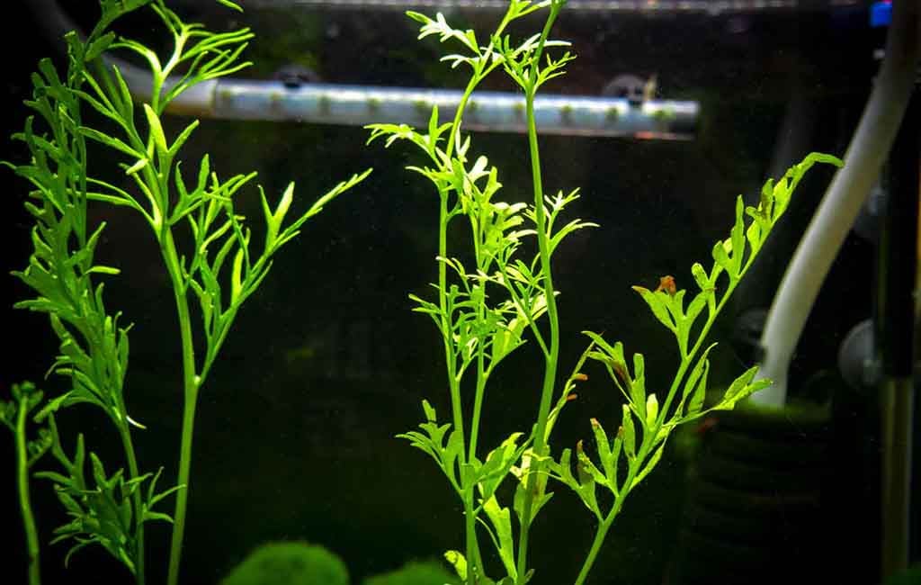 Using Oxygenating Plants