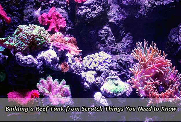 Building a Reef Tank from Scratch Everything You Need to Know