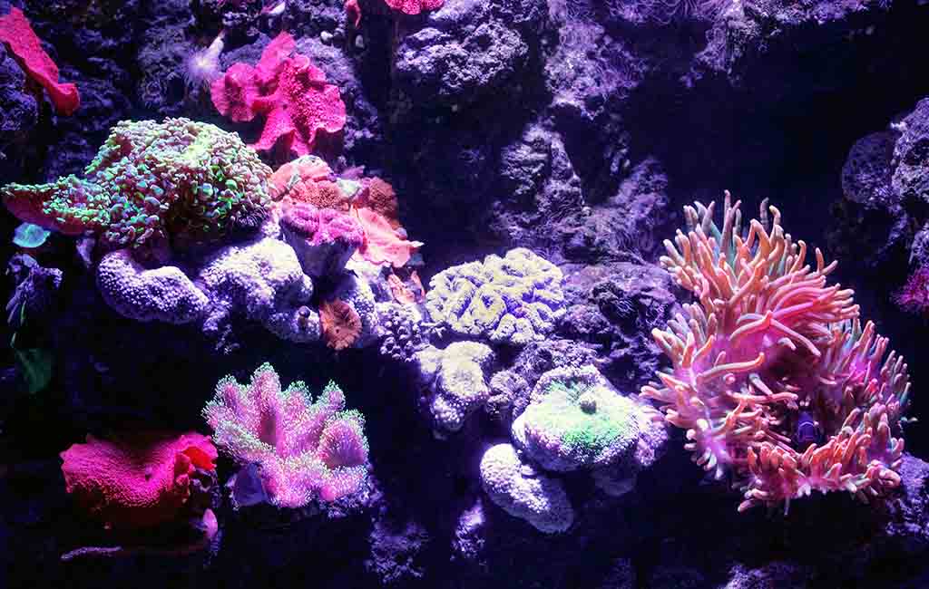 building a reef tank