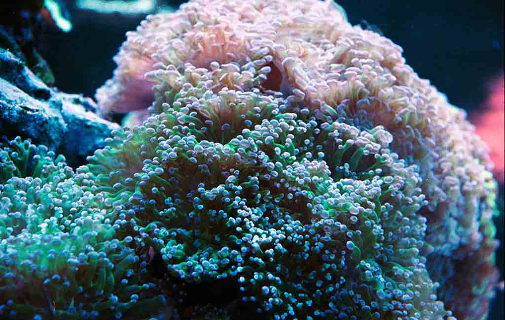 Essential Equipment for coral tank