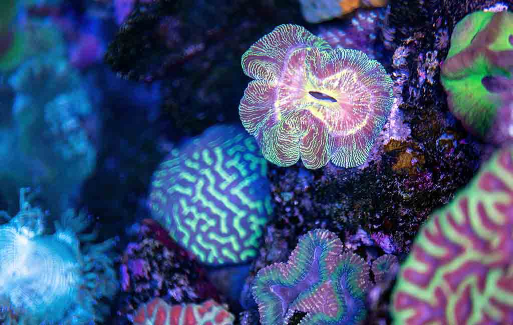 how to set up reef tank