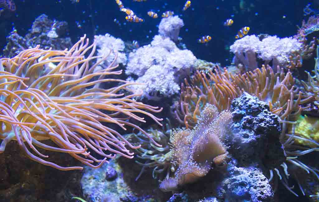 Adding the Clean-Up Crew in reef tank