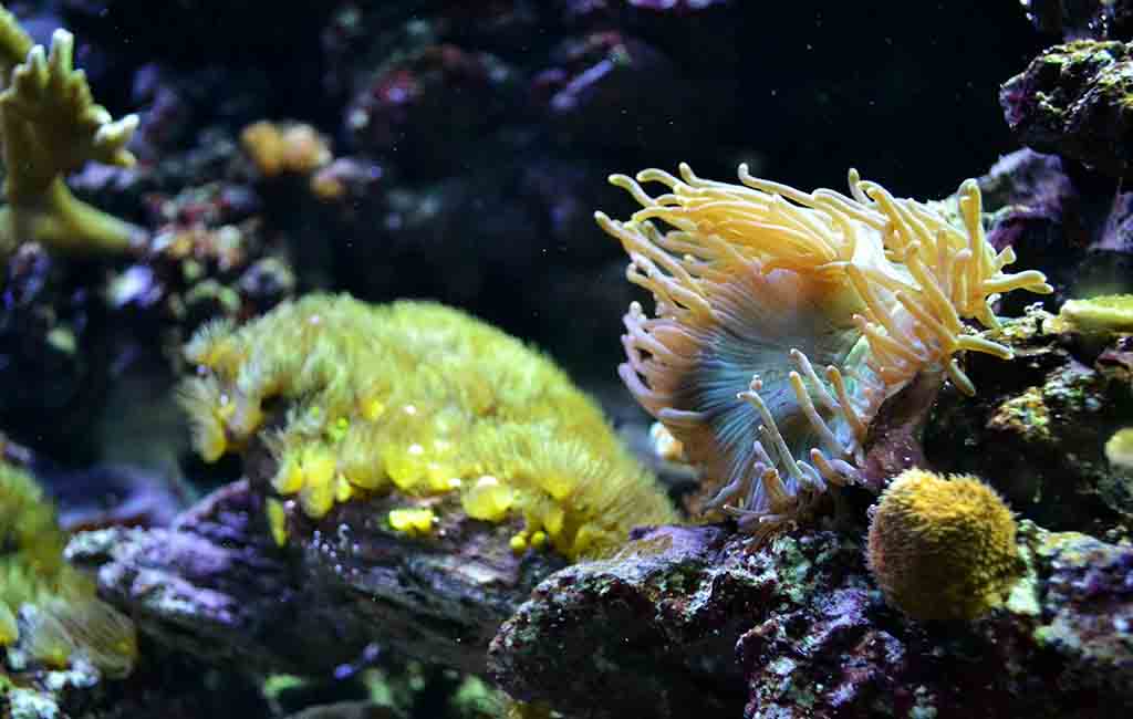 Reef Tank Maintenance Routine