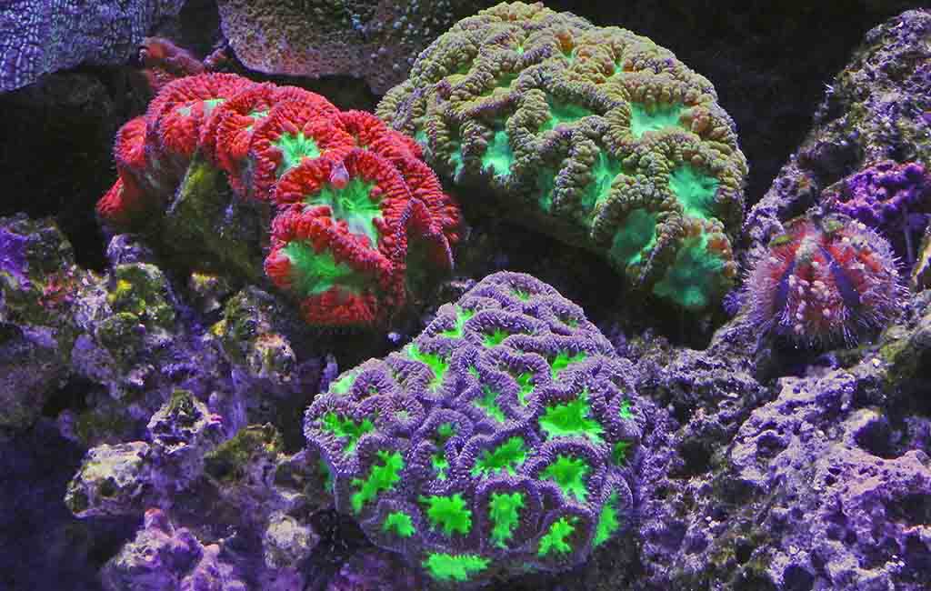 Expert Tips for a Successful Reef Tank