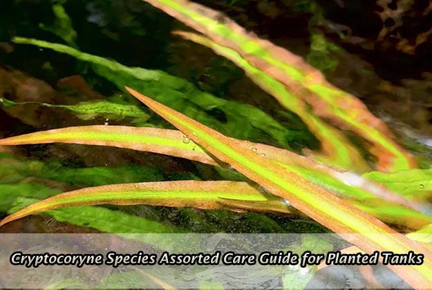 Cryptocoryne Species Assorted Care Guide for Planted Tanks