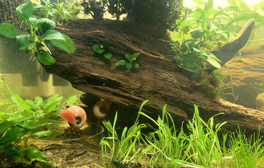 cryptocoryne species