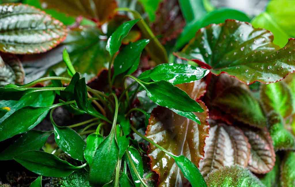 cryptocoryne species assorted care