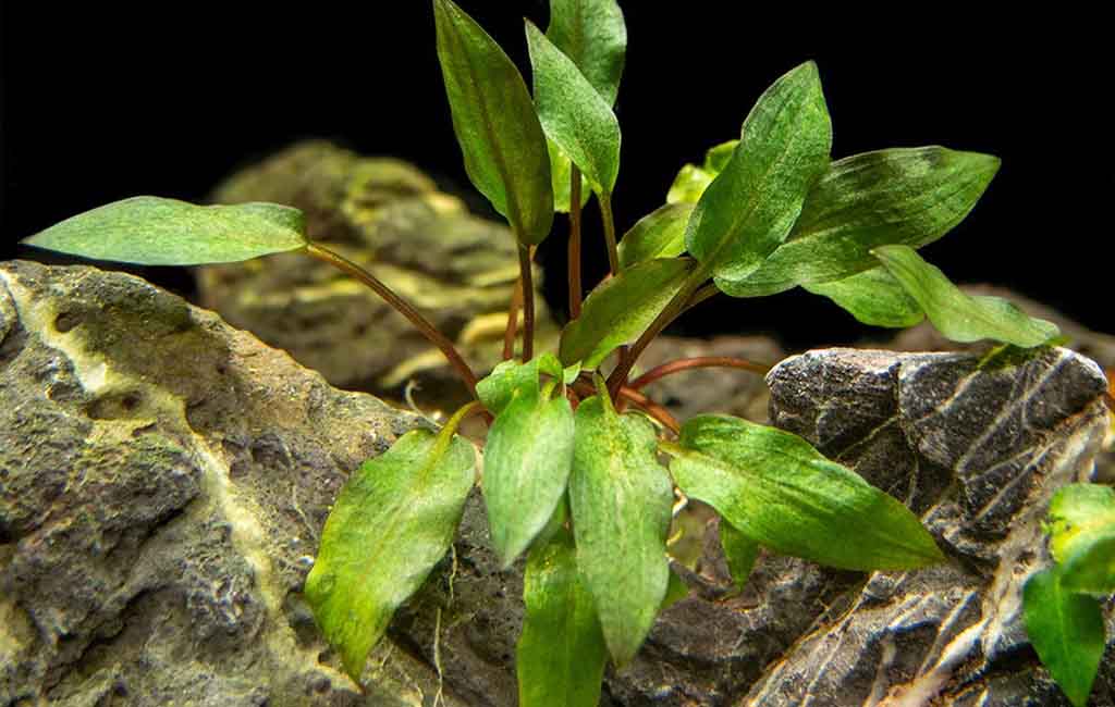 cryptocoryne wendtii