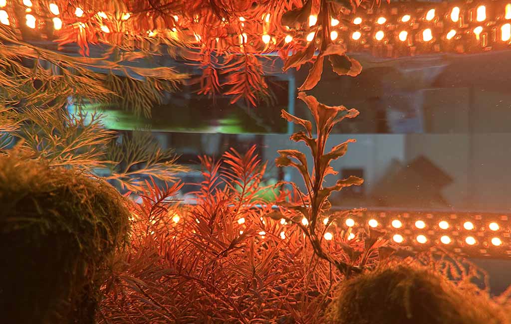 aquarium warm light