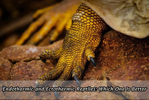 Endothermic and Ectothermic Reptiles: Which One Is Better