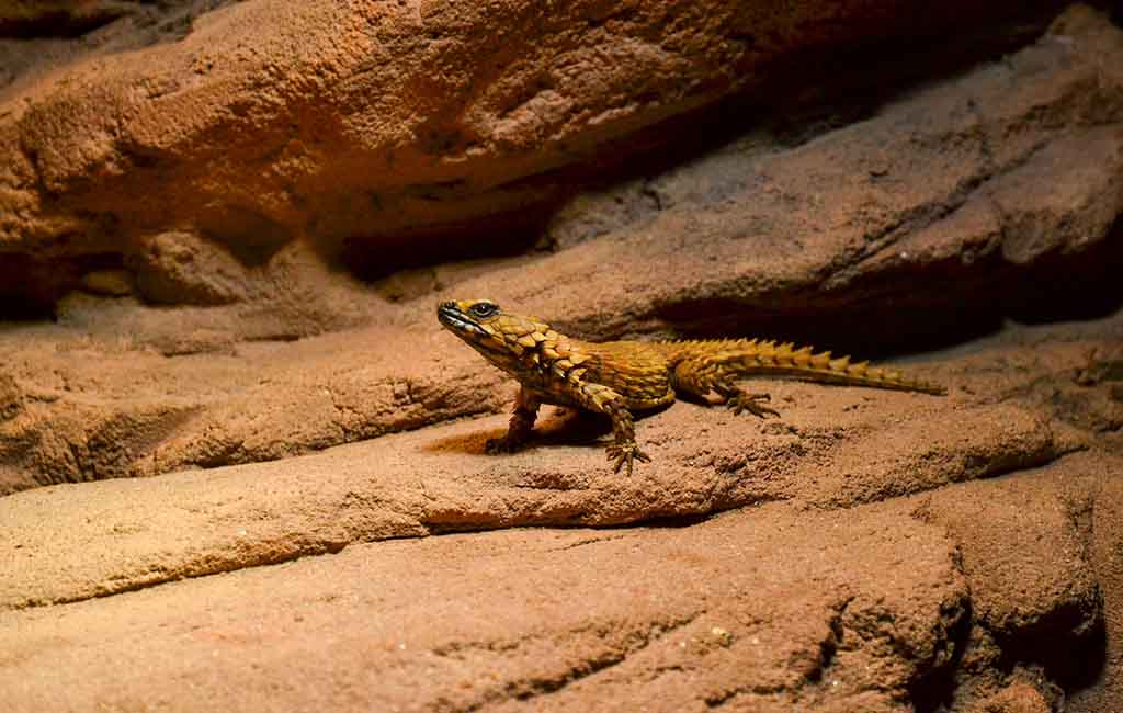 ectothermic reptiles