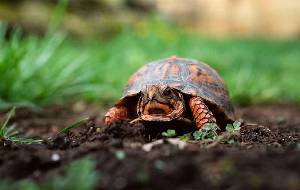 Picking the Right Reptiles