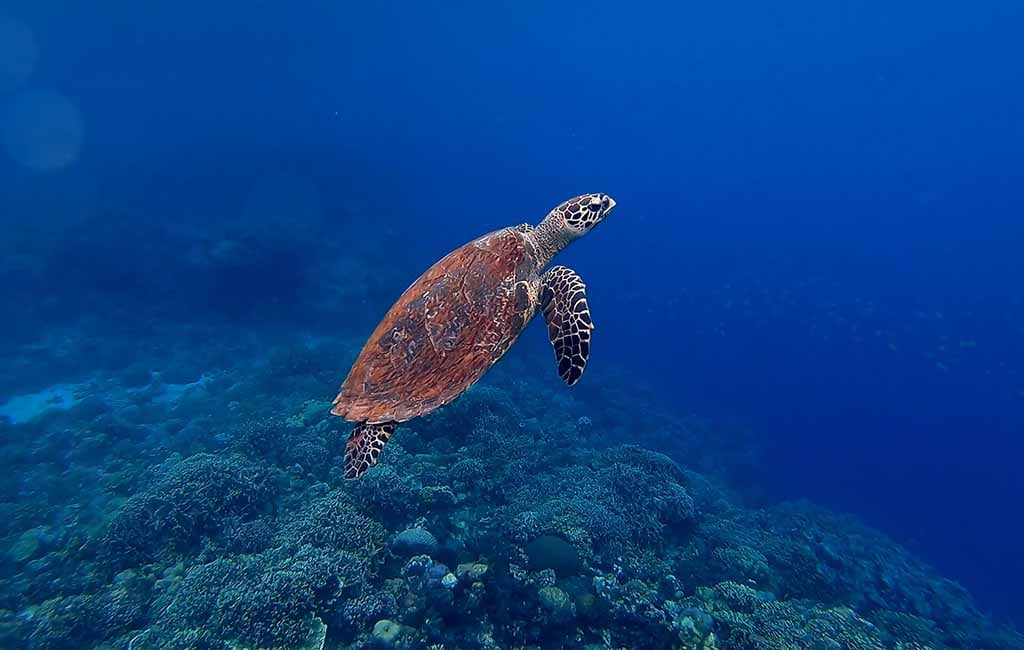 hawksbill turtle