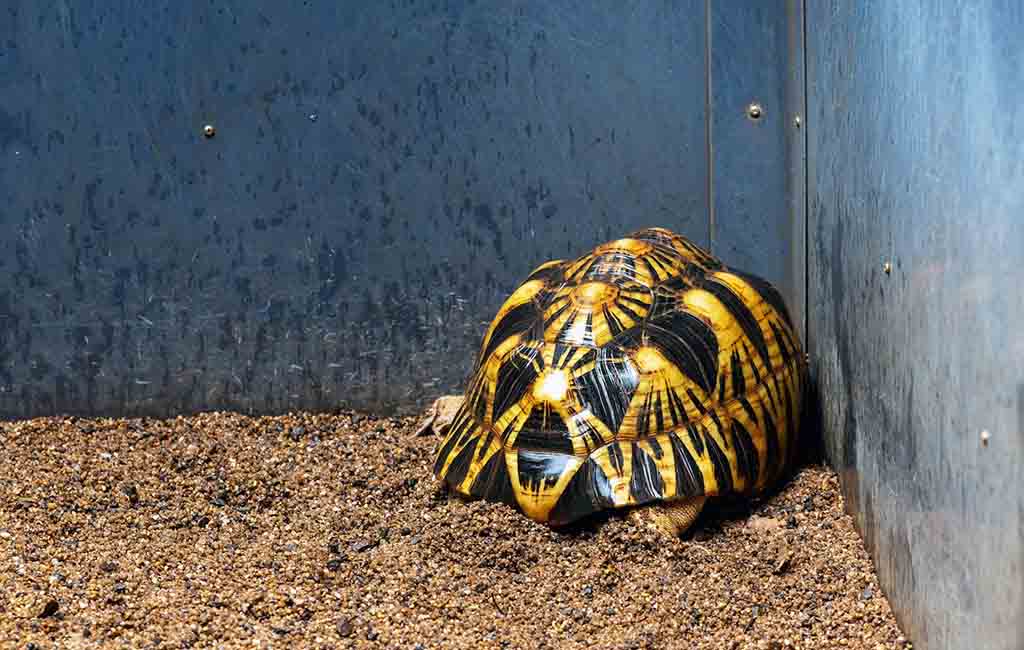 radiated tortoise