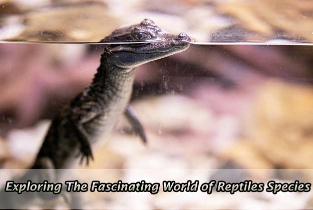 Exploring The Fascinating World of Reptiles Species