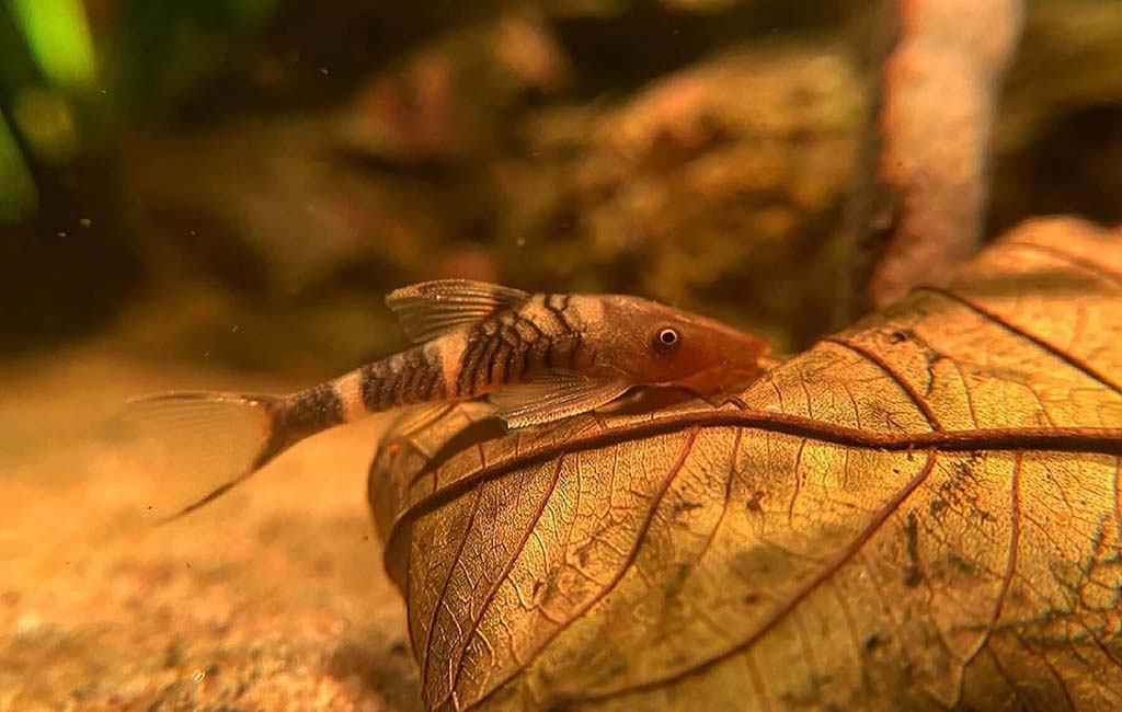 blackwater biotope