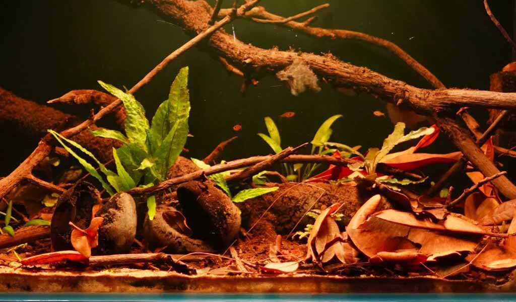 Plants in Blackwater Biotopes