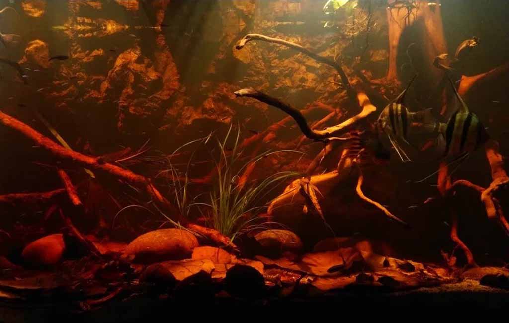 blackwater