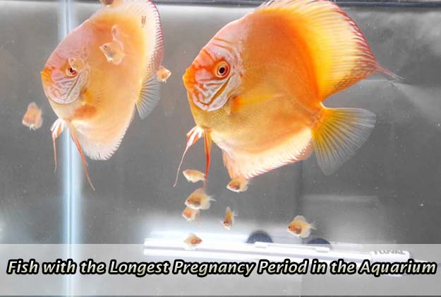 Fish with the Longest Pregnancy Period in the Aquarium Kingdom