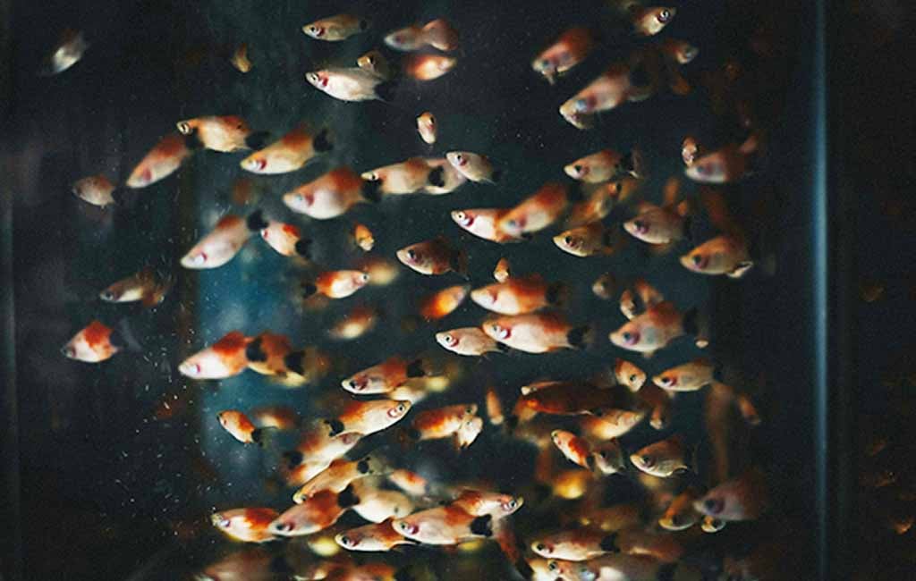 fish gestation period