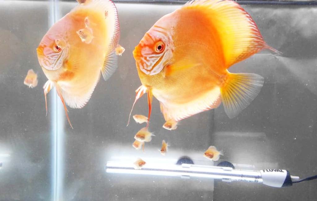 Fish Gestation Length