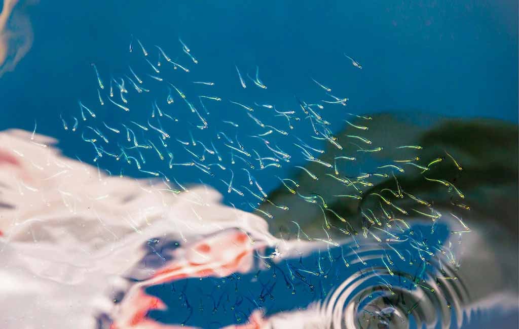 how long is the pregnant of fish