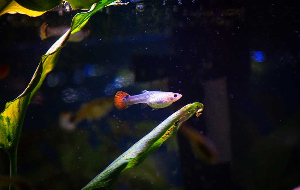Fish with the Longest Pregnancy Period