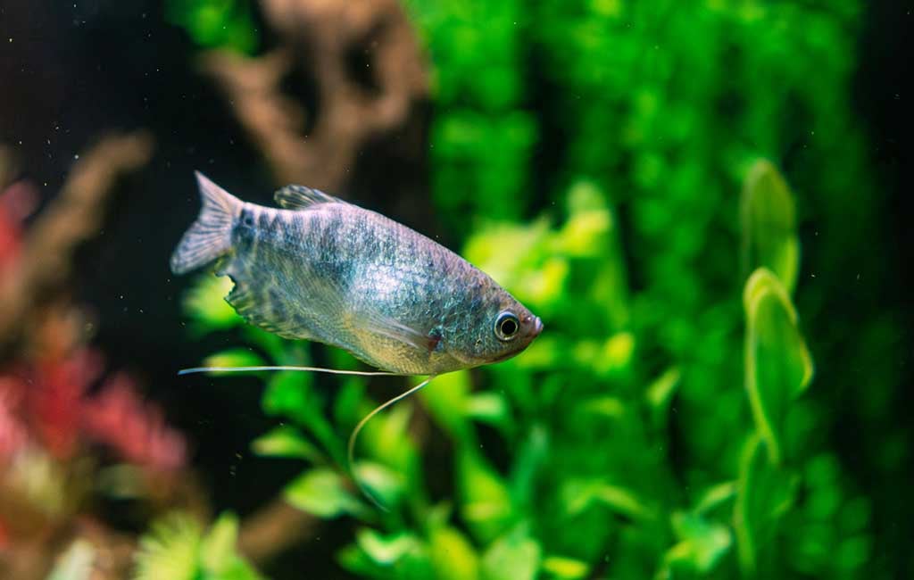 gestation period of a fish