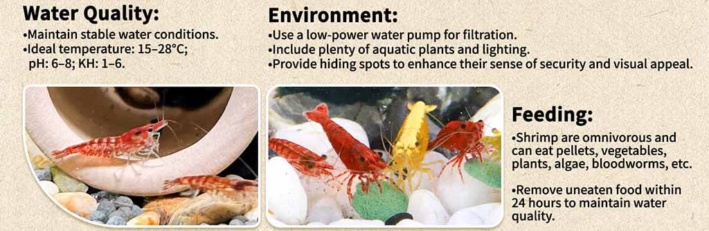 How to feeding Neocaridina Shrimp 