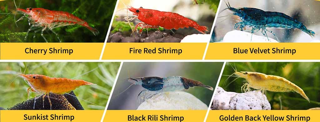 Live Neocaridina Shrimp species