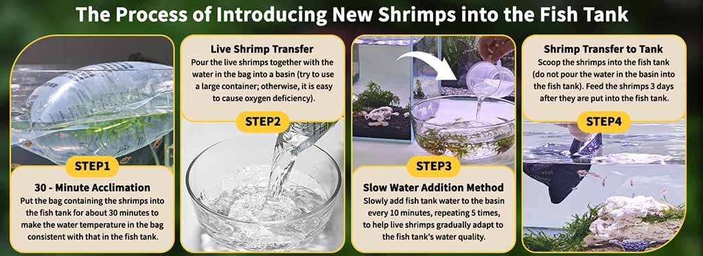 How to transfer Live Neocaridina Shrimp to tank