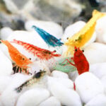 Mixed Neocaridina Shrimp Assortment
