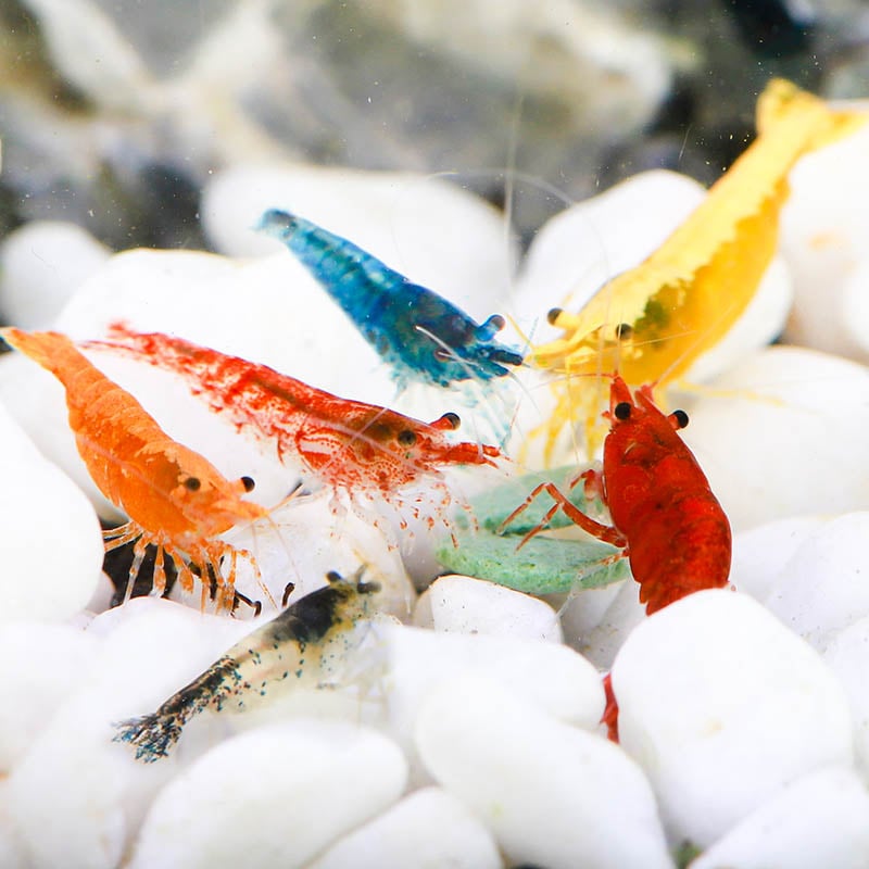 Mixed Neocaridina Shrimp Assortment
