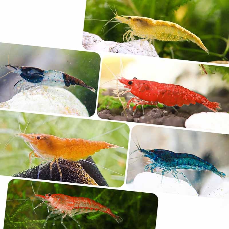 Mixed Neocaridina Shrimp