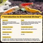 The features of Neocaridina Shrimp