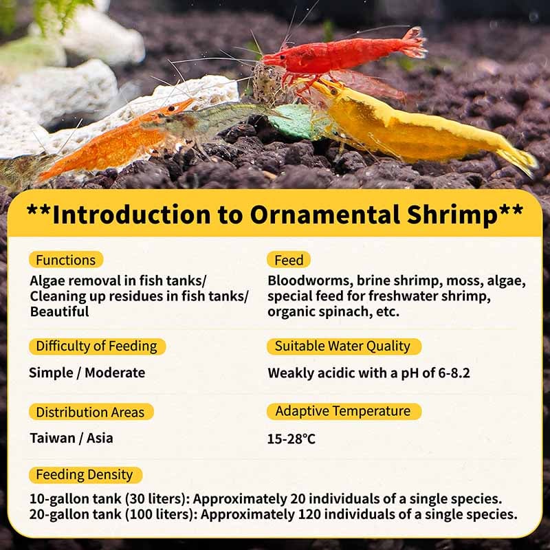 The features of Neocaridina Shrimp